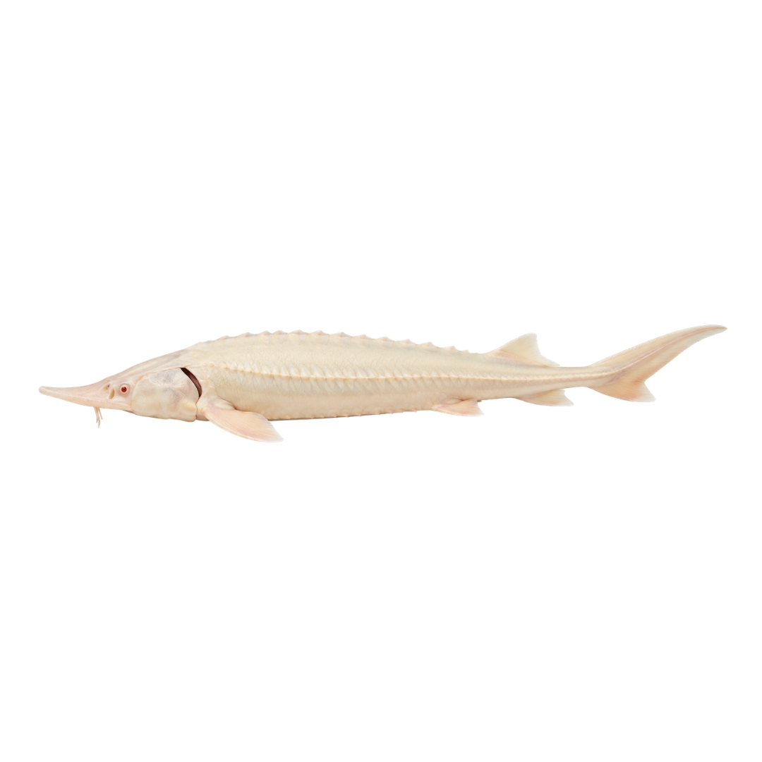 sterlyad-albinos-celaya-potroshenaya-zamorozhennaya-1-5kg